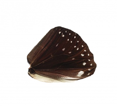 Euploea Phaenareta Hind Wing